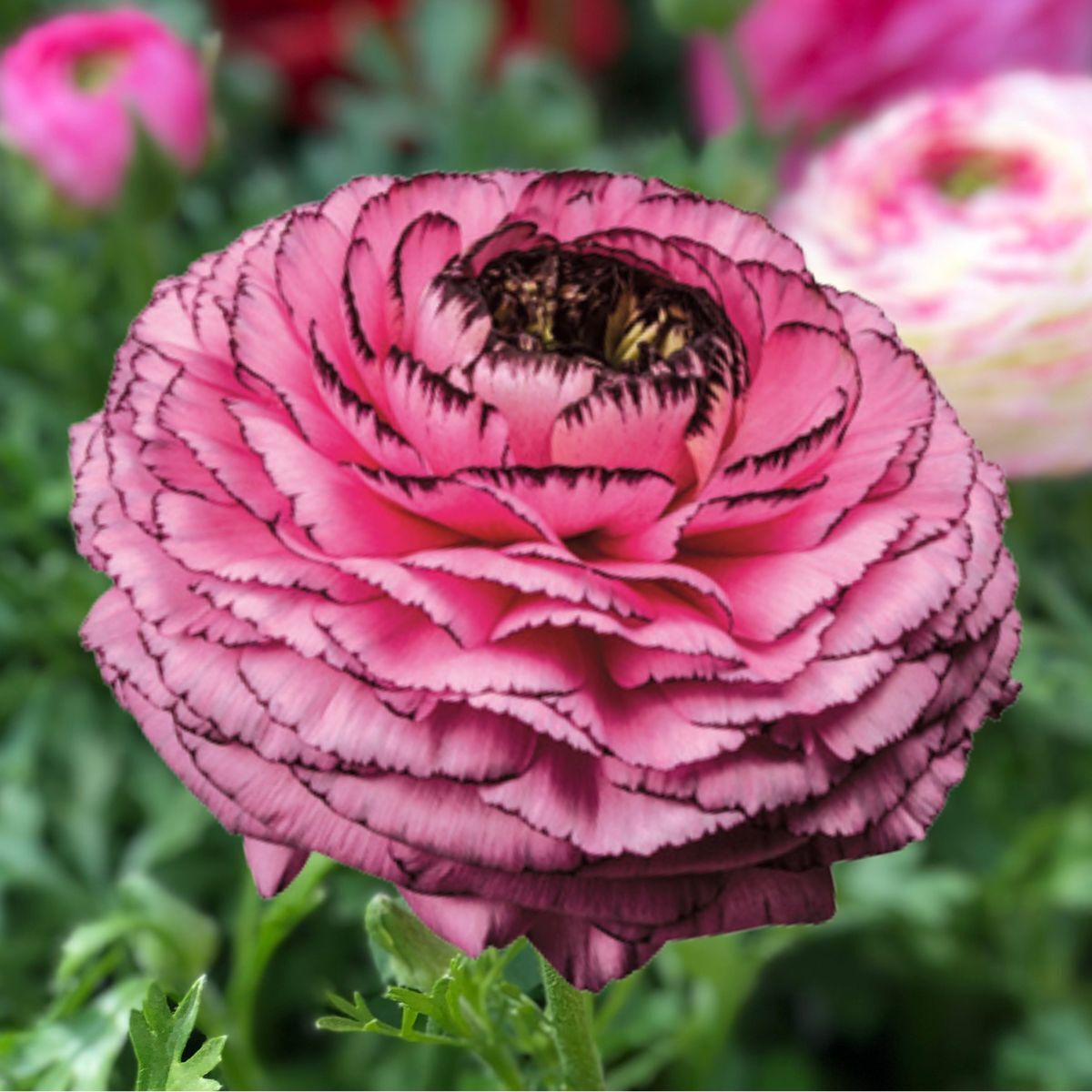 Ranunculus- Elegance Rosa Striato 69-16